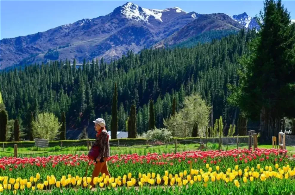 De Asia Central al norte neuquino: el tulipán florece en Huinganco